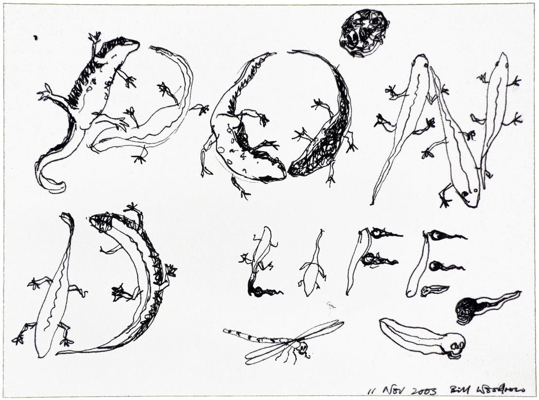 Drawing for “Pond Life” 4