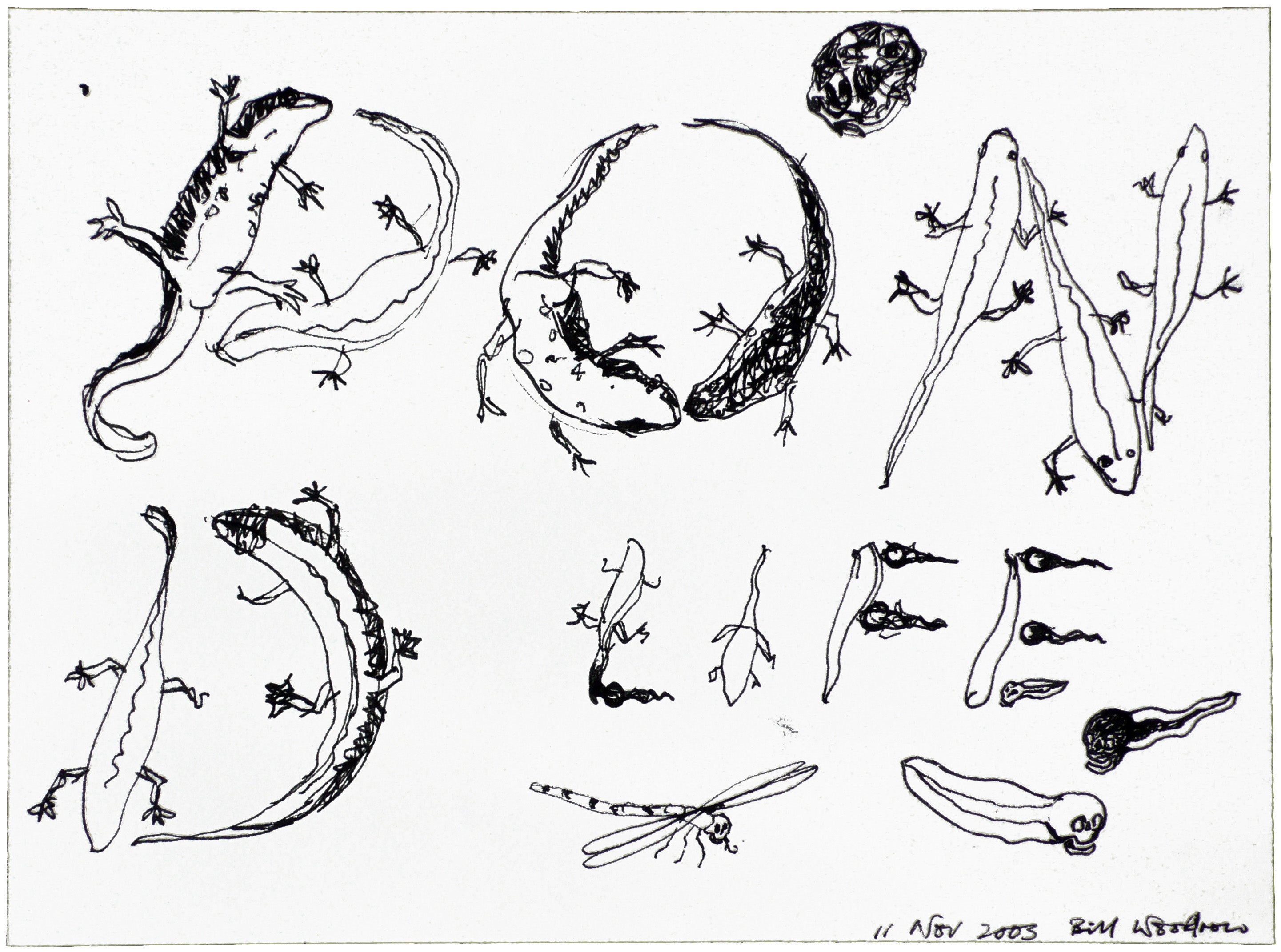 Drawing for “Pond Life” 4