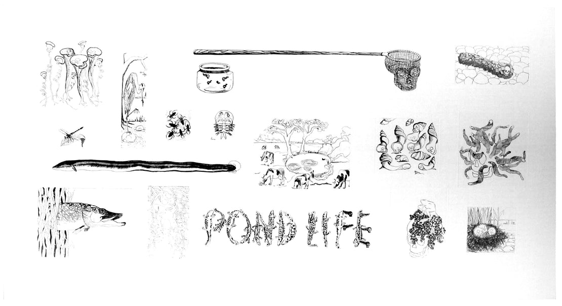 Pond Life