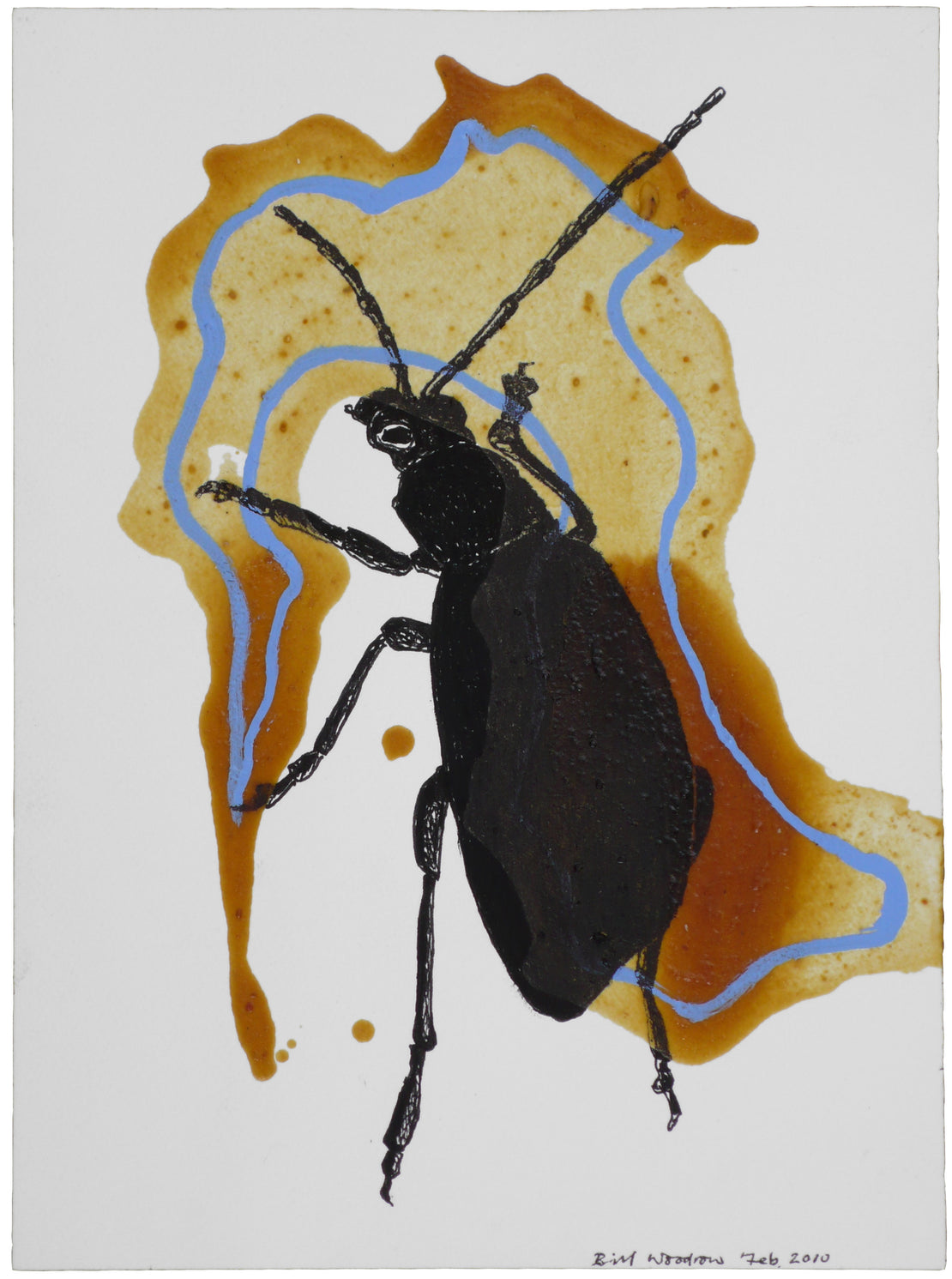 Insect 5