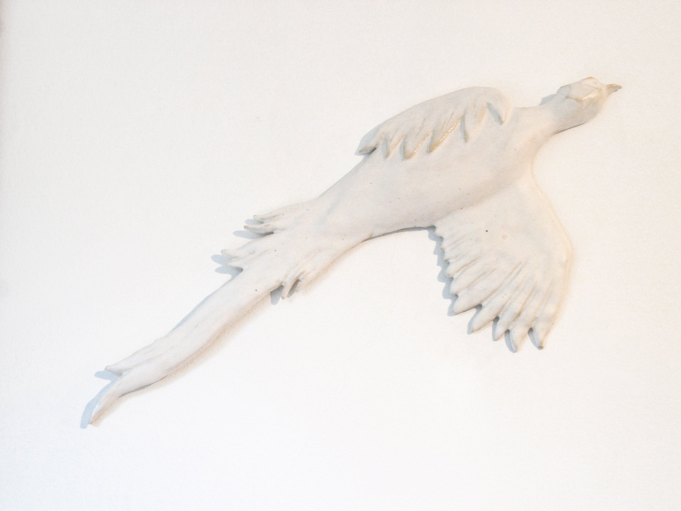 Pheasant