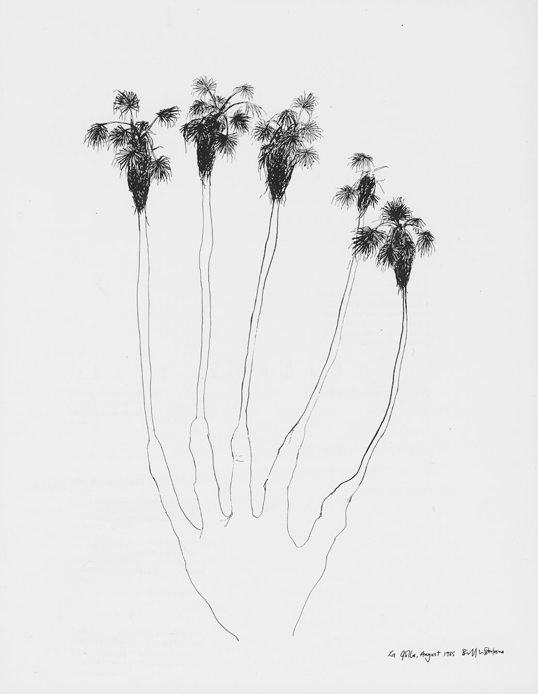 Drawing of Palm