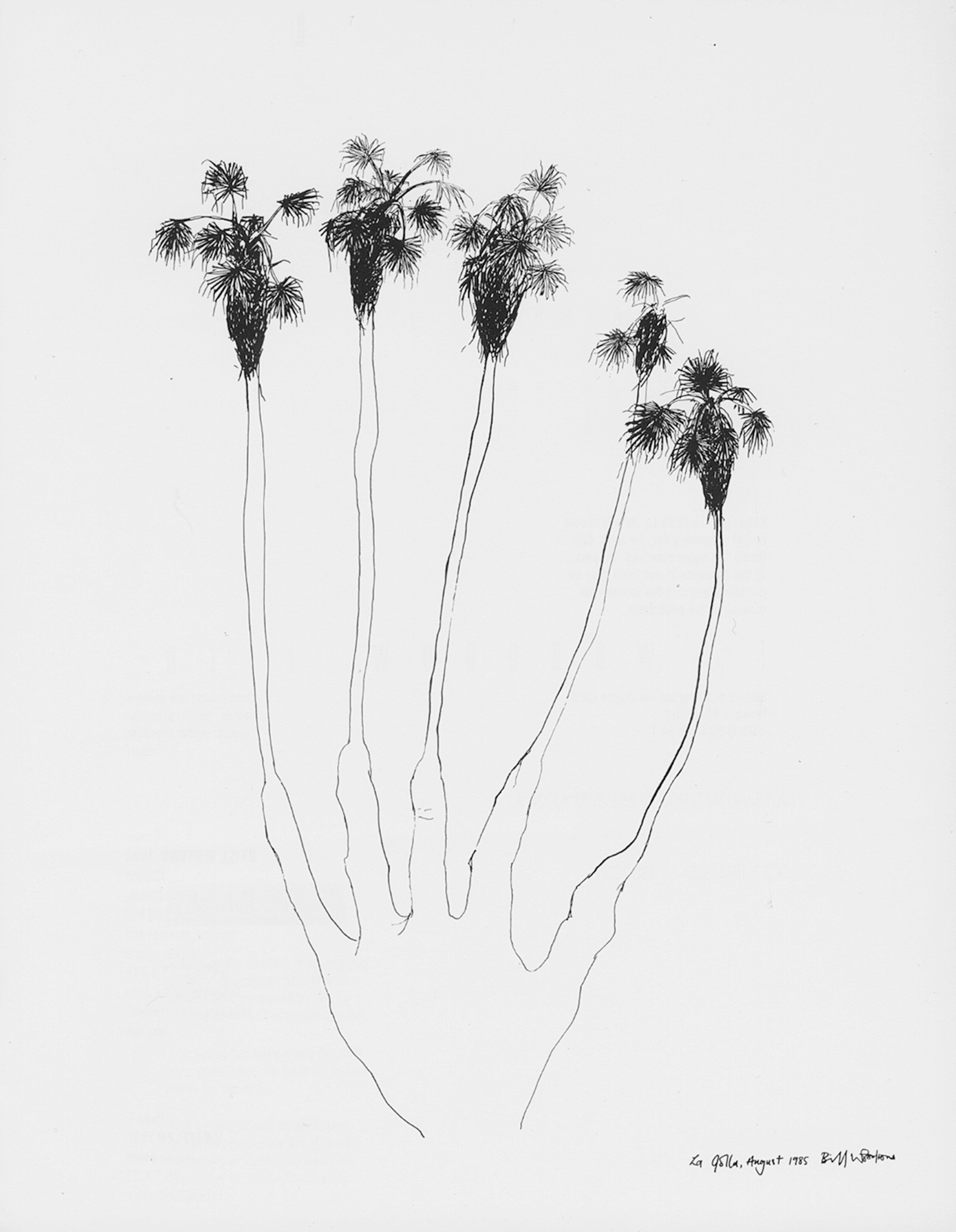 Drawing of Palm