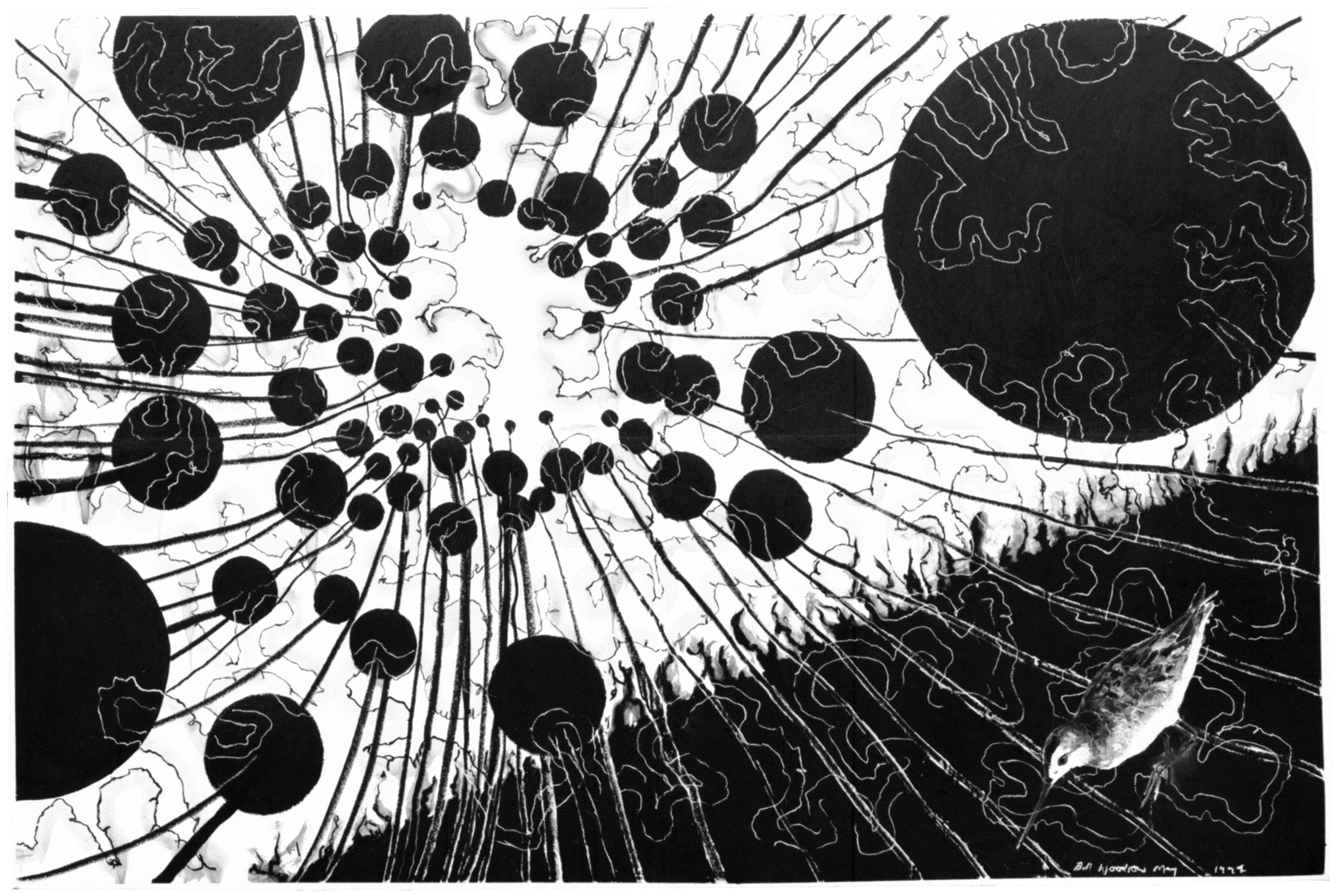 Wilson’s Phalarope